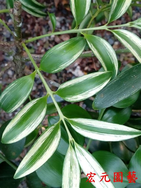 日本圓葉竹柏|元園種森 竹柏之家 ナギの庭: 竹柏簡介